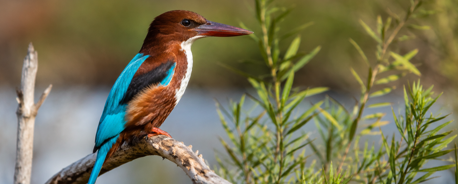Birdwatching in Mandria and the Asprokremmos Reservoir Area